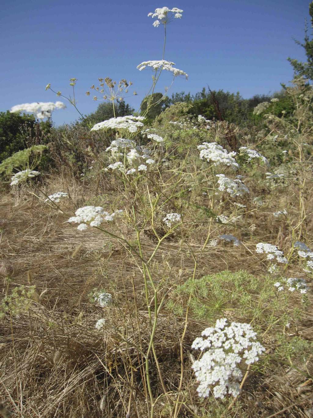 Apiacea - cfr. Pimpinella peregrina
