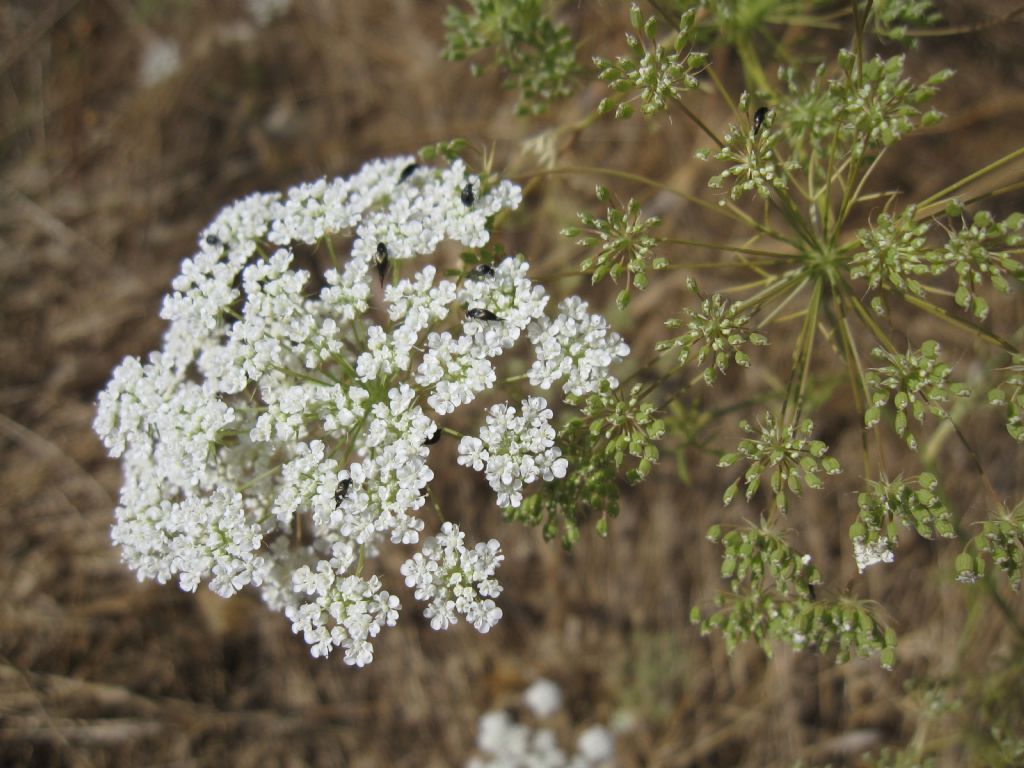 Apiacea - cfr. Pimpinella peregrina