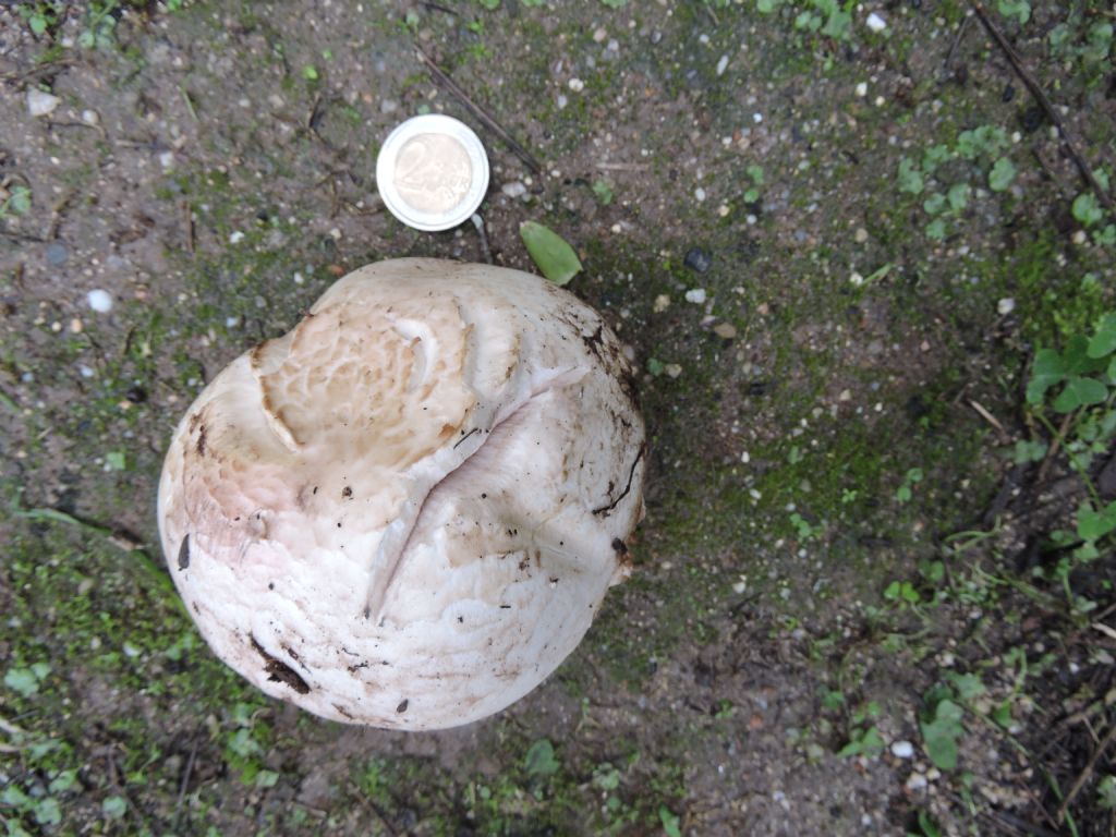 funghi in radura sardegna