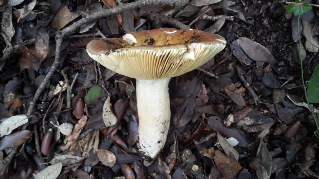 1 russula ed 1 clytocibe 1 higrophorus