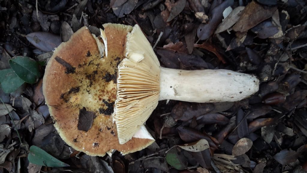 1 russula ed 1 clytocibe 1 higrophorus