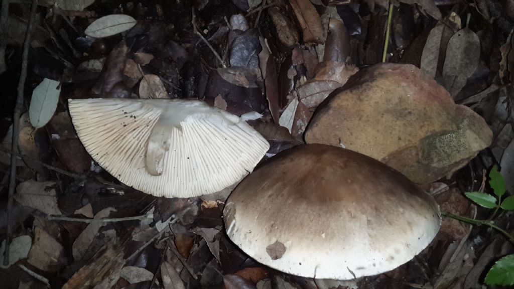 1 russula ed 1 clytocibe 1 higrophorus