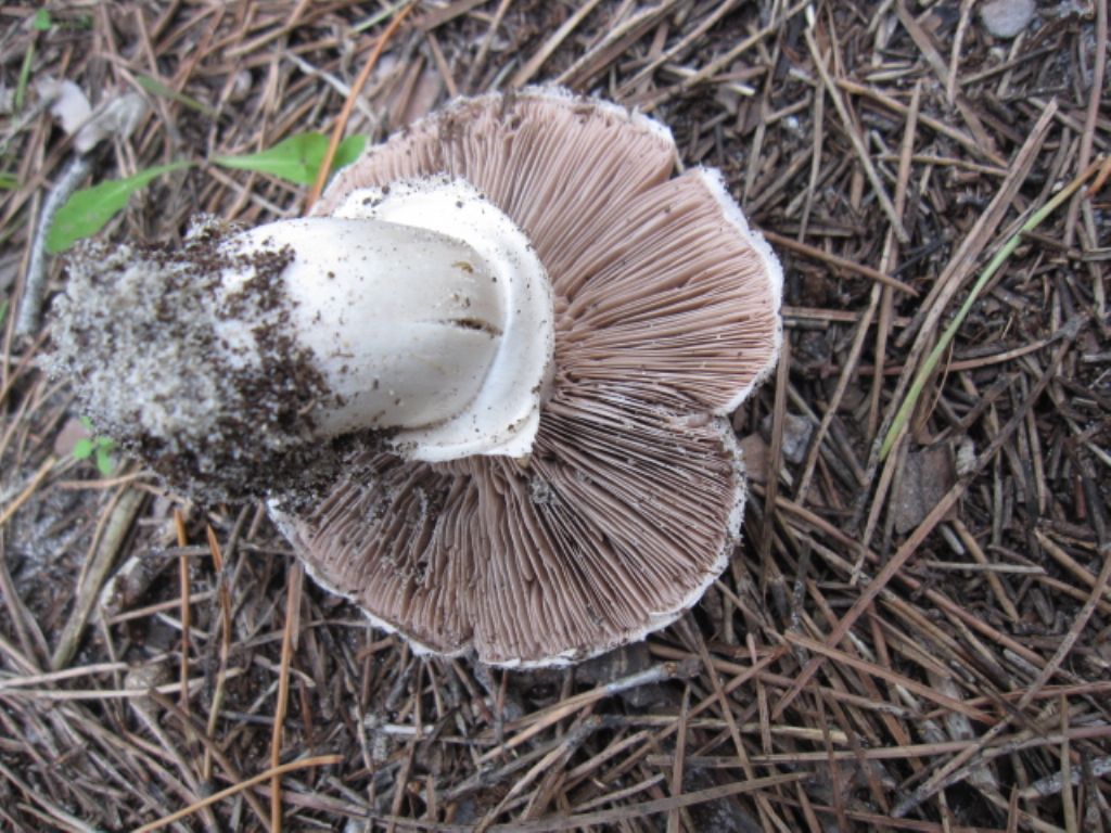 Agaricus in pineta