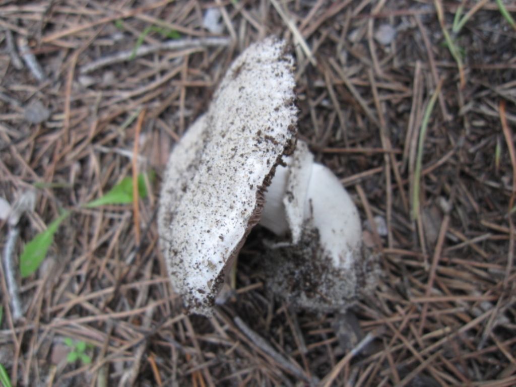 Agaricus in pineta