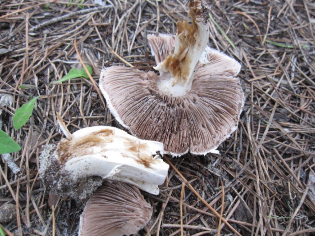 Agaricus in pineta