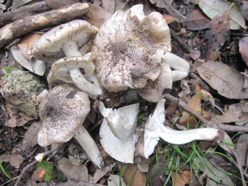 che funghi sono?