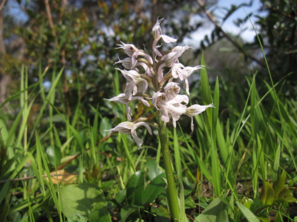 Orchidea zona costiera
