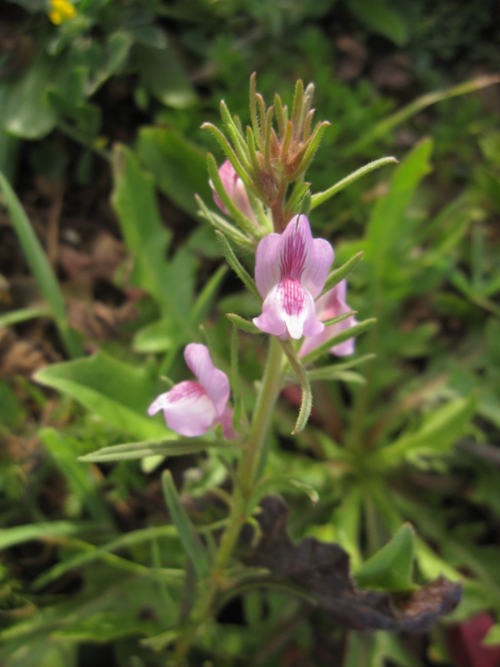 Area costiera - Misopates orontium