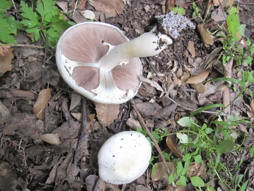 Agaricus sylvestris?