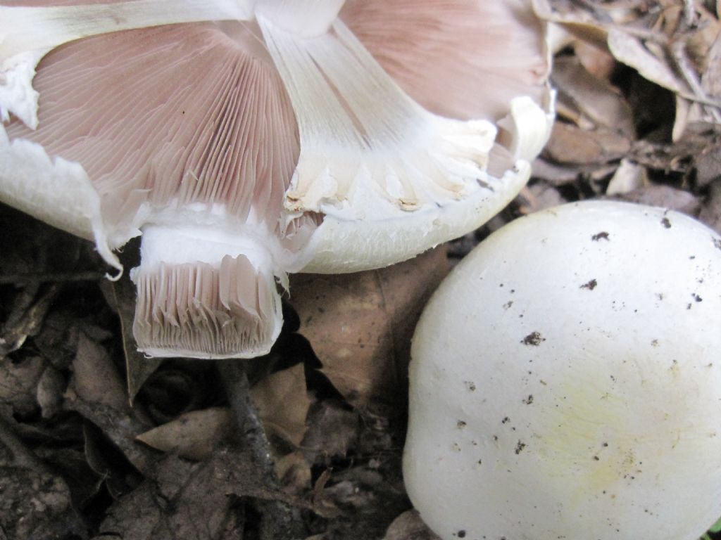 Agaricus sylvestris?