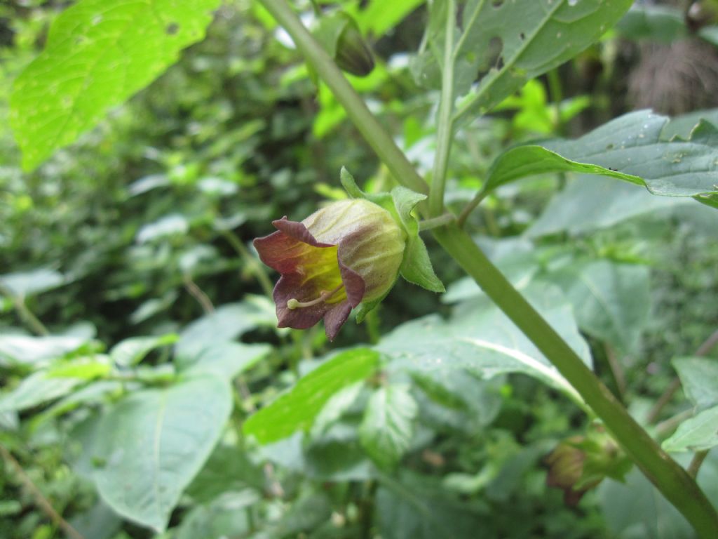 Atropa bella-donna / Belladonna
