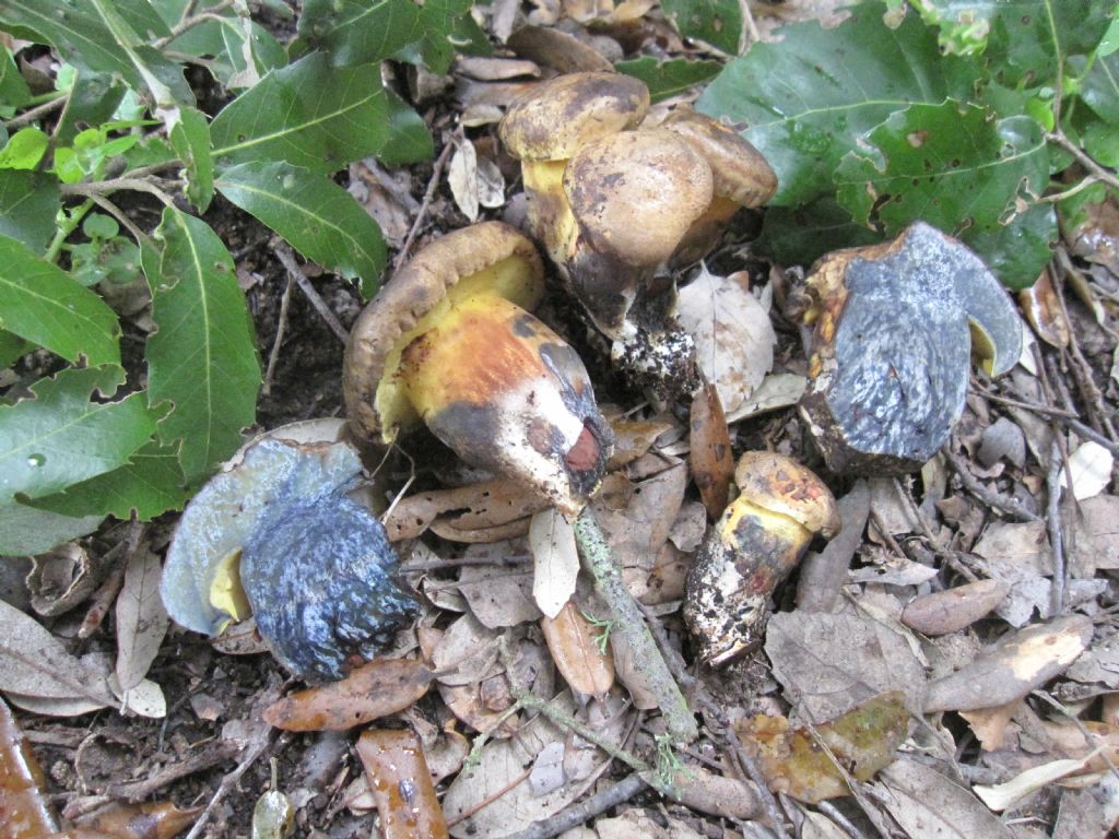 Boletus da identificare