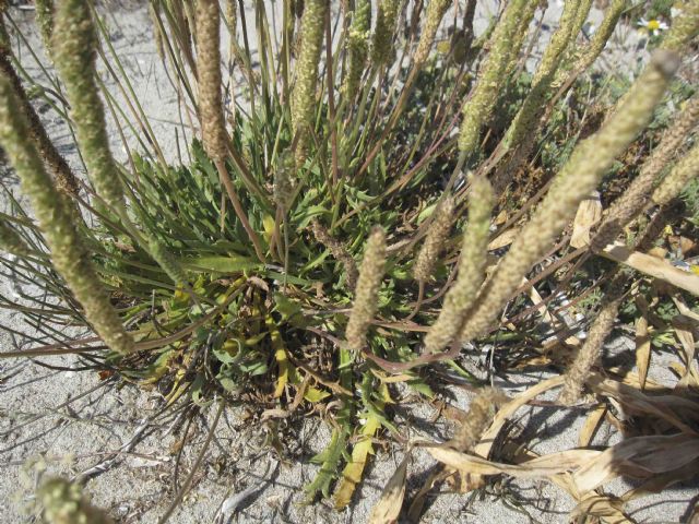 Plantago sp.