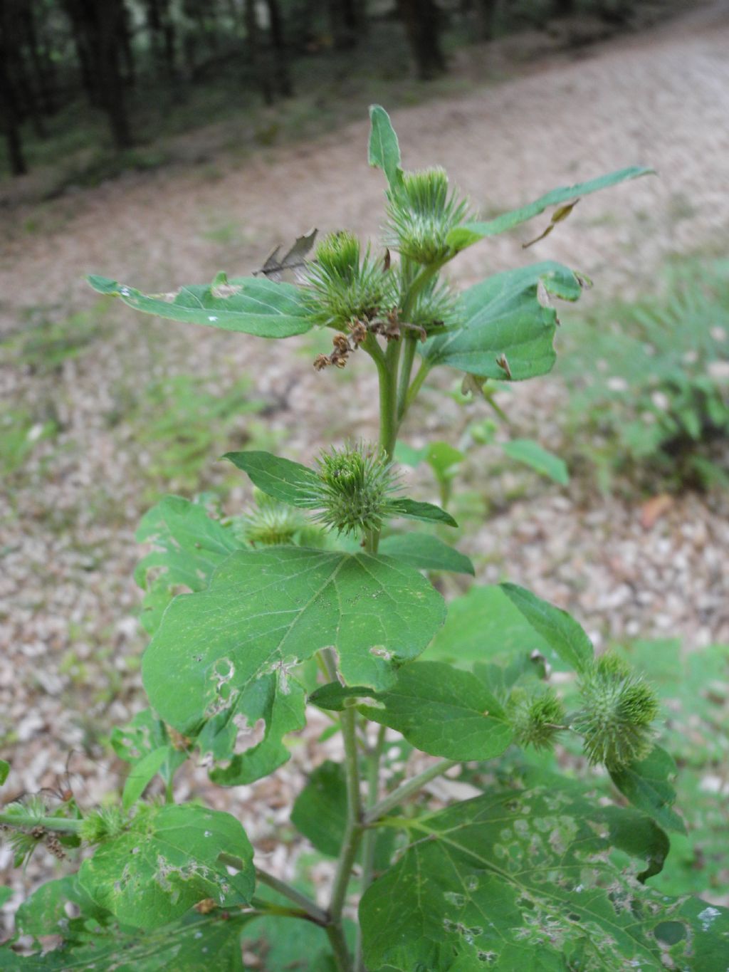 Arctium minimus?