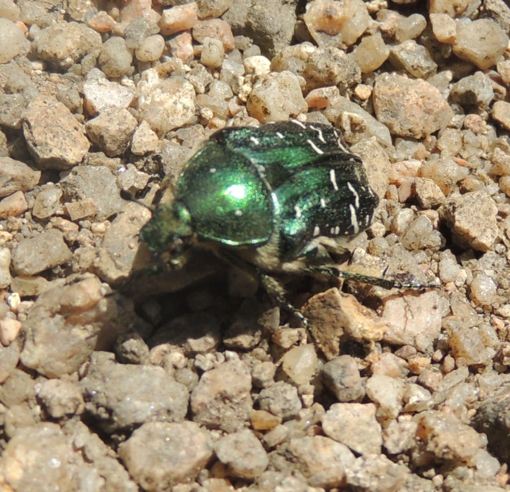 Cetonia carthami
