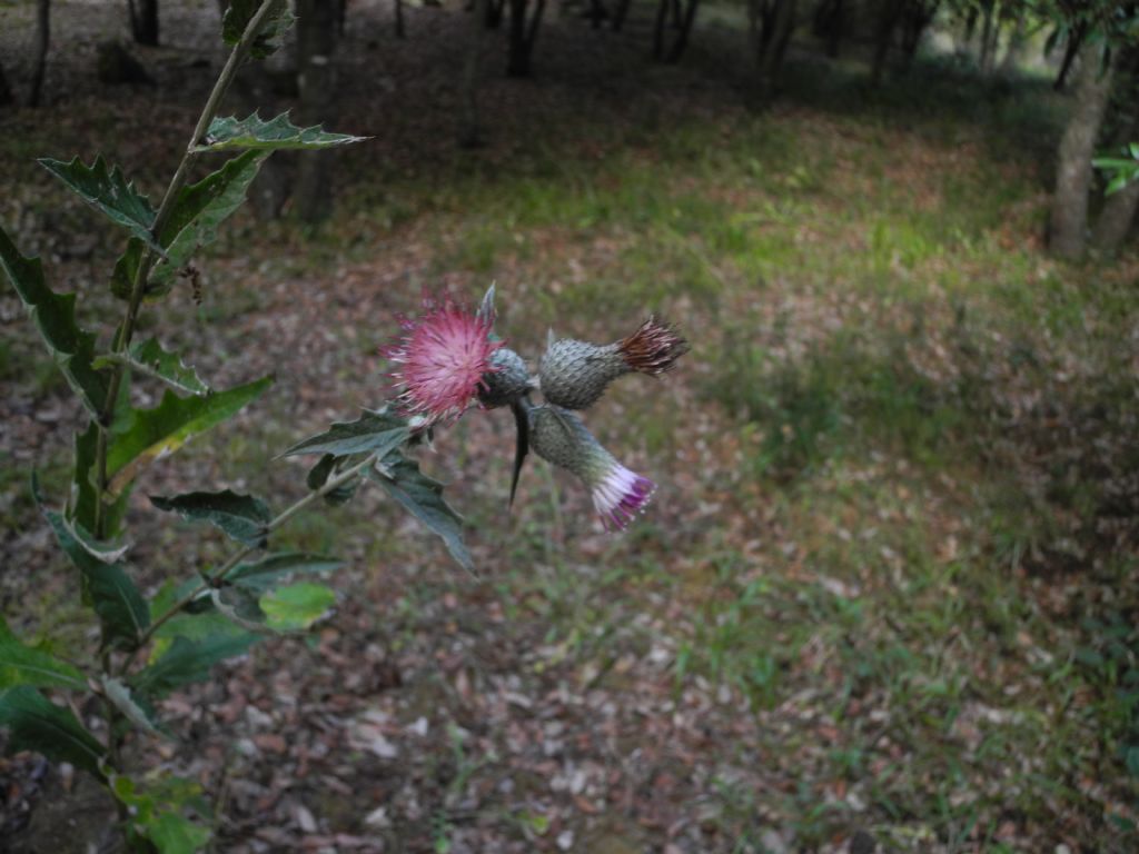 Cirsium scabrum / Cardo scabro