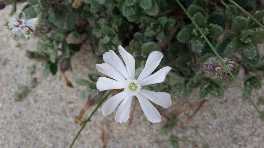 Silene succulenta  subsp. corsica / Silene di Corsica