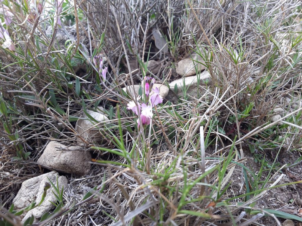 Polygala sardoa / Poligala di Sardegna