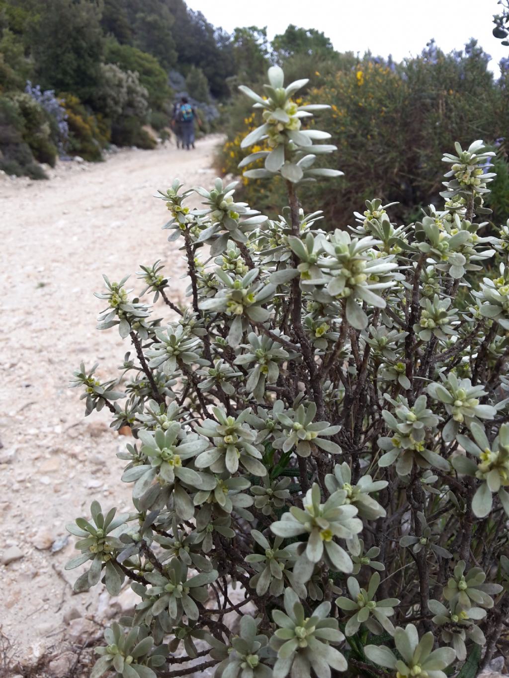 Thymelaea tartonraira / Timelea tartonraira
