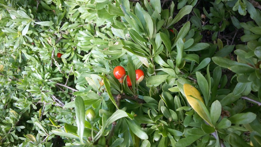 Lycium ferocissimum / Spina santa feroce