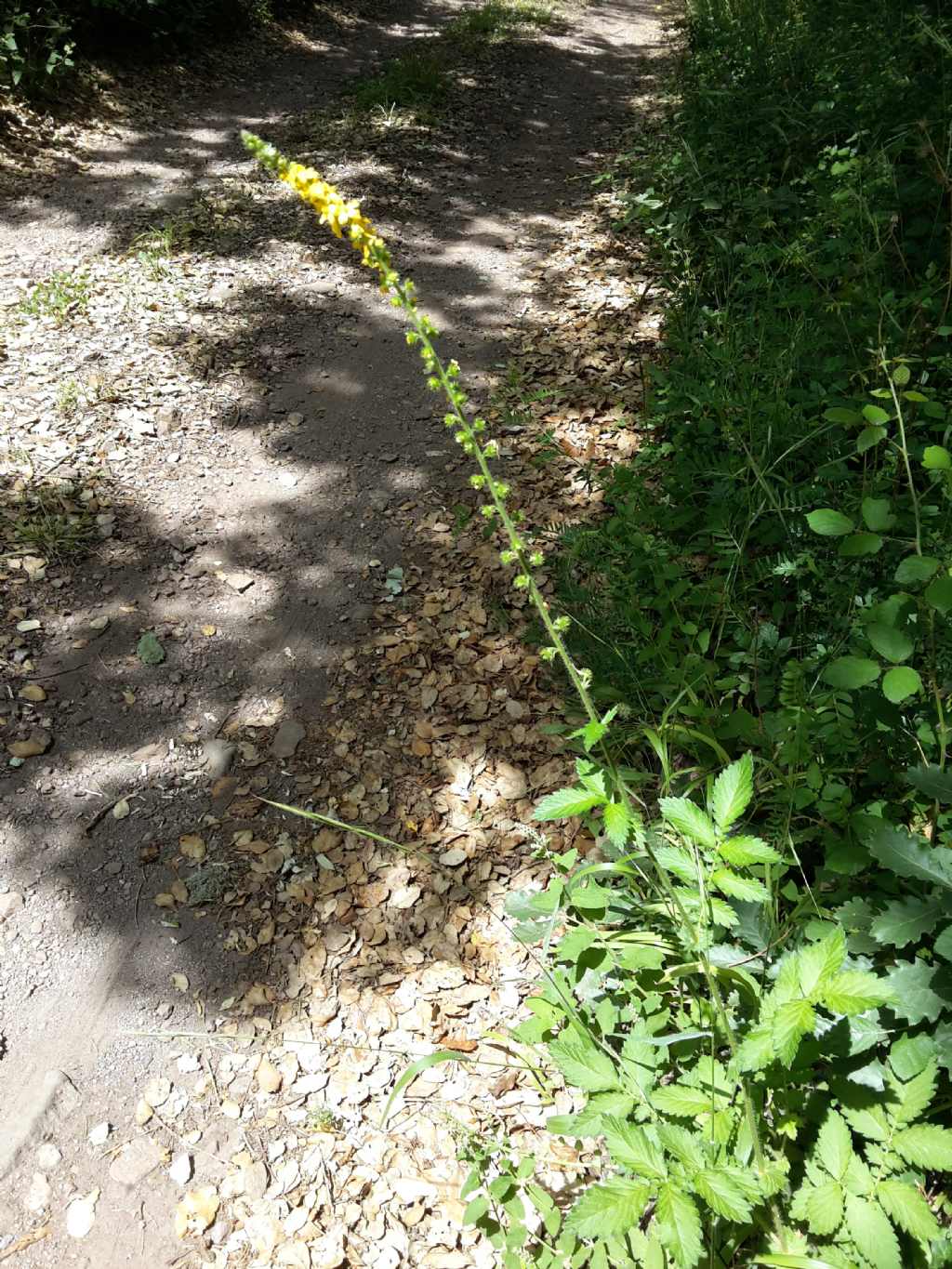 Agrimonia eupatoria