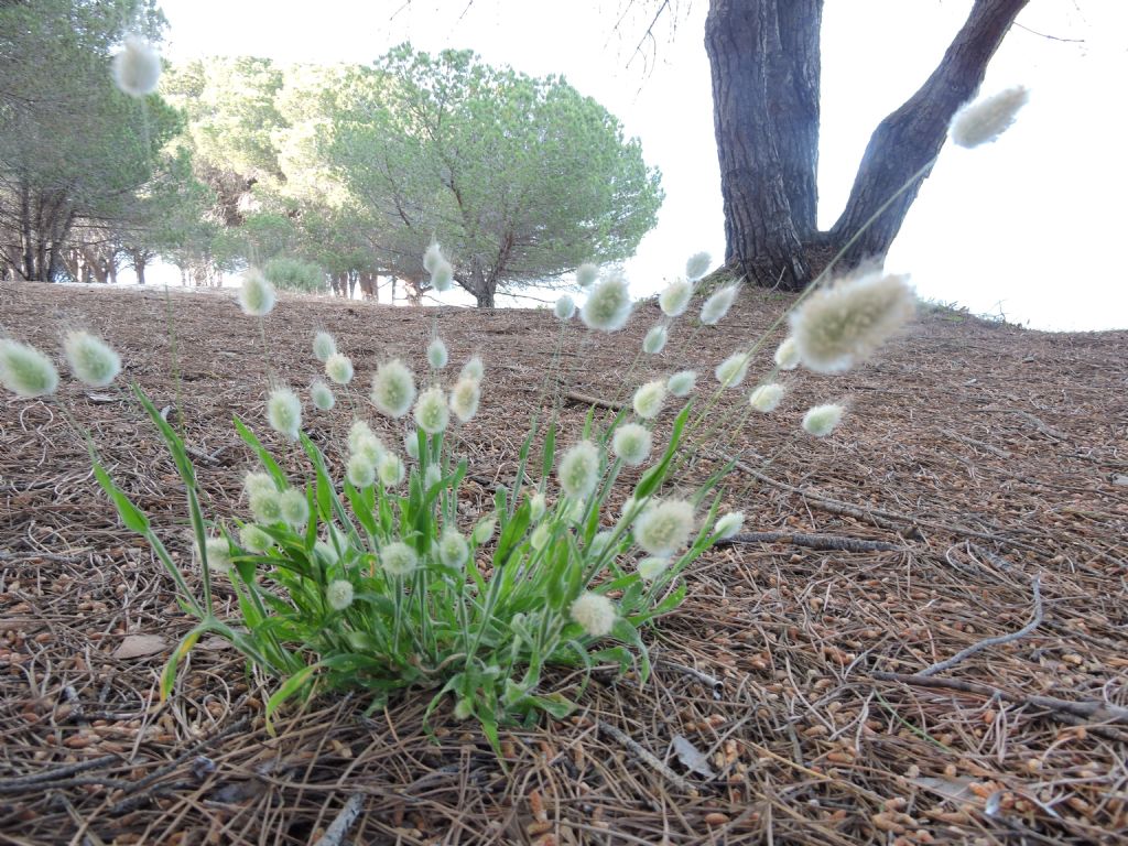 Lagurus ovatus / Piumino