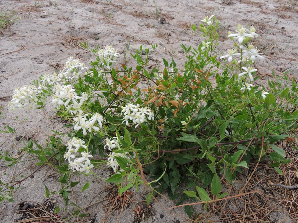 in pineta sarda - Clematis flammula