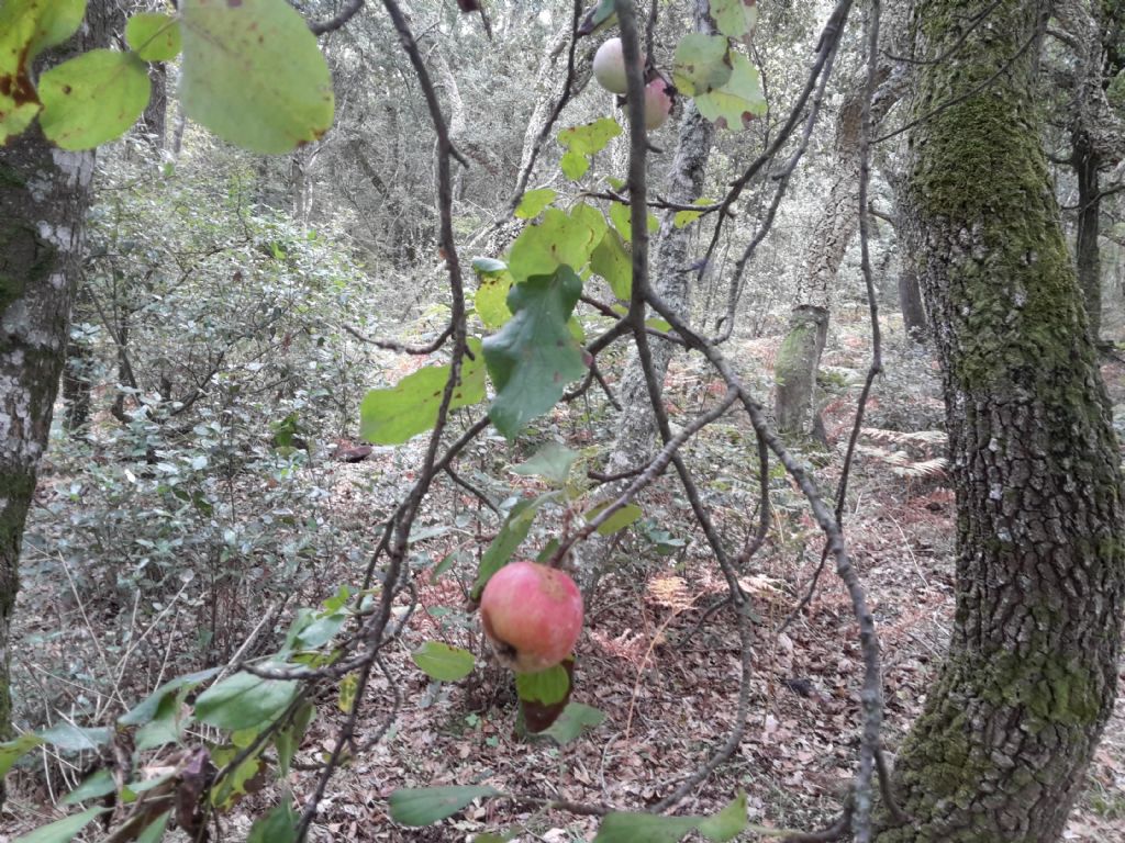 meline selvatiche nel bosco in Sardegna