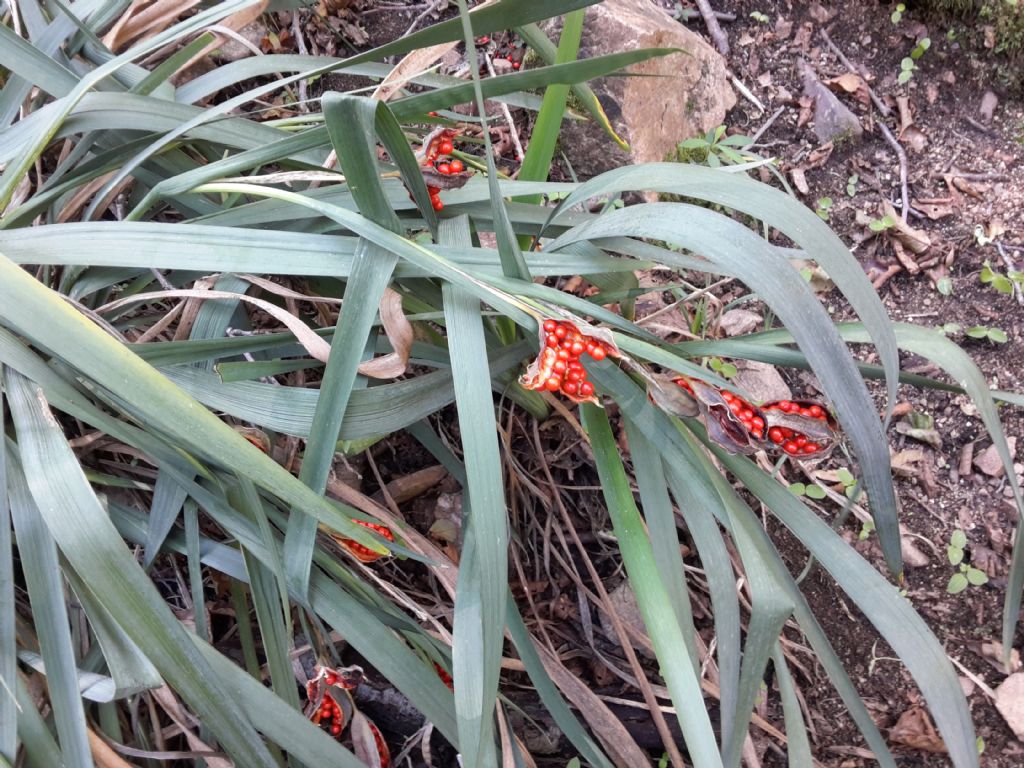 Chamaeiris foetidissima (=Iris foeditissima) / Giaggiolo puzzolente