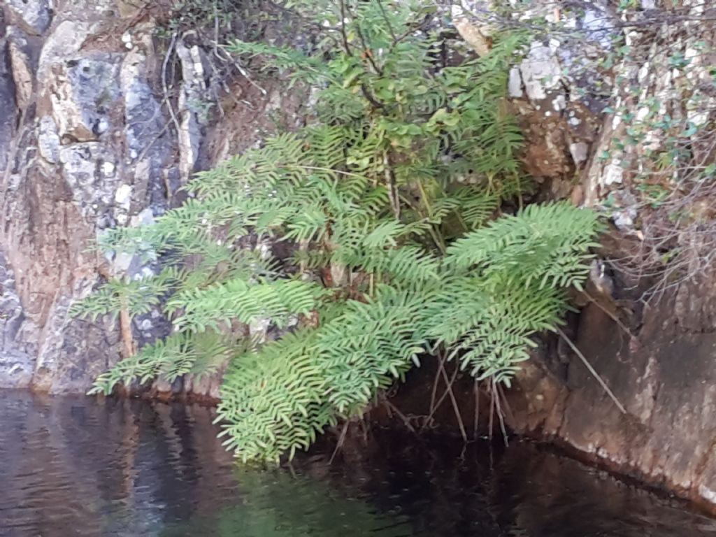 Osmunda regalis / Felce florida   (Osmundaceae)