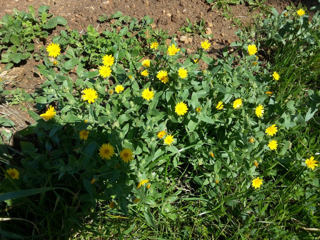 Calendula arvensis  (Asteraceae)