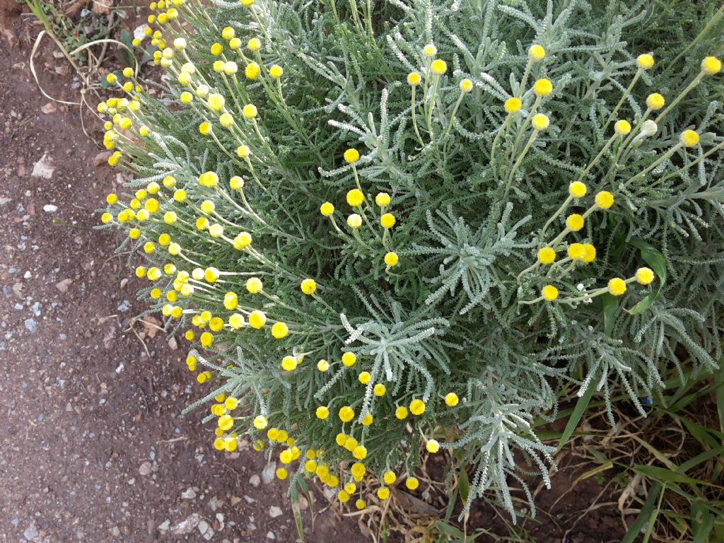 Santolina insularis / Crespolina maggiore