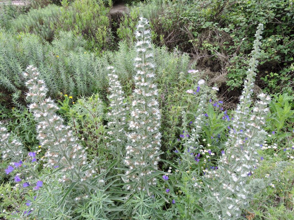Echium italicum (Boraginaceae)