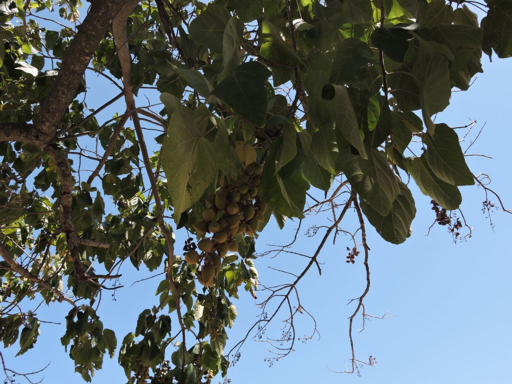 Paulownia tomentosa