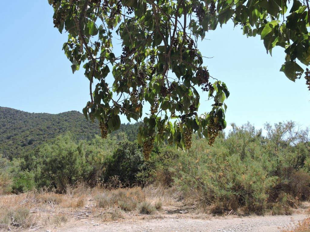 Paulownia tomentosa