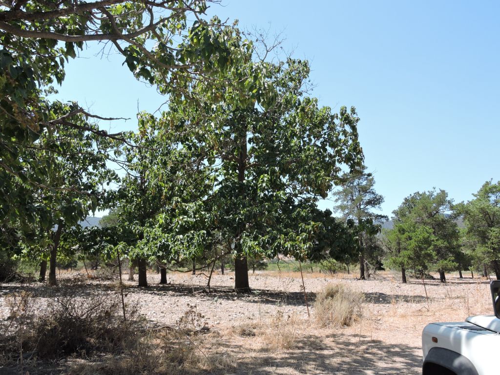 Paulownia tomentosa