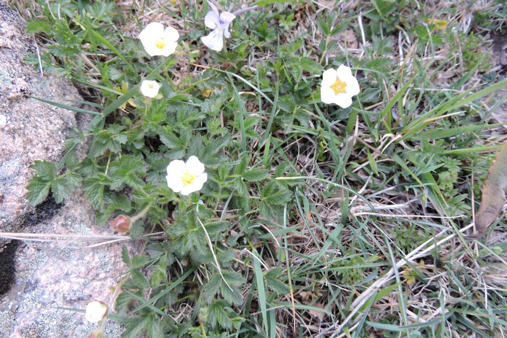 Potentilla rupestris subsp. corsica / Cinquefoglia corsa
