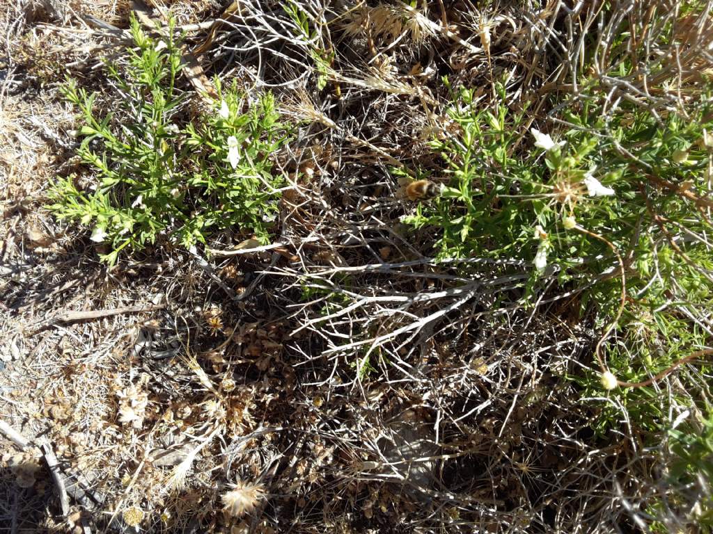 Sardegna: Stachys glutinosa