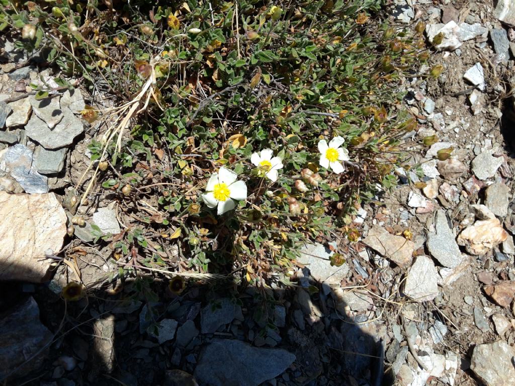 Cistus salviifolius