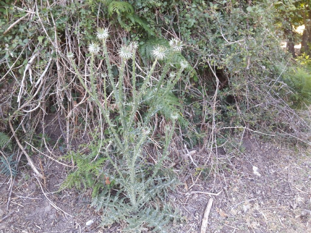 Sardegna: Cfr. Carduus nutans subsp. macrocephalus