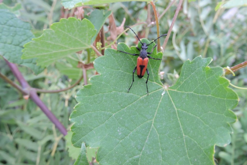 Cerambycidae: Stictoleptura cordigera