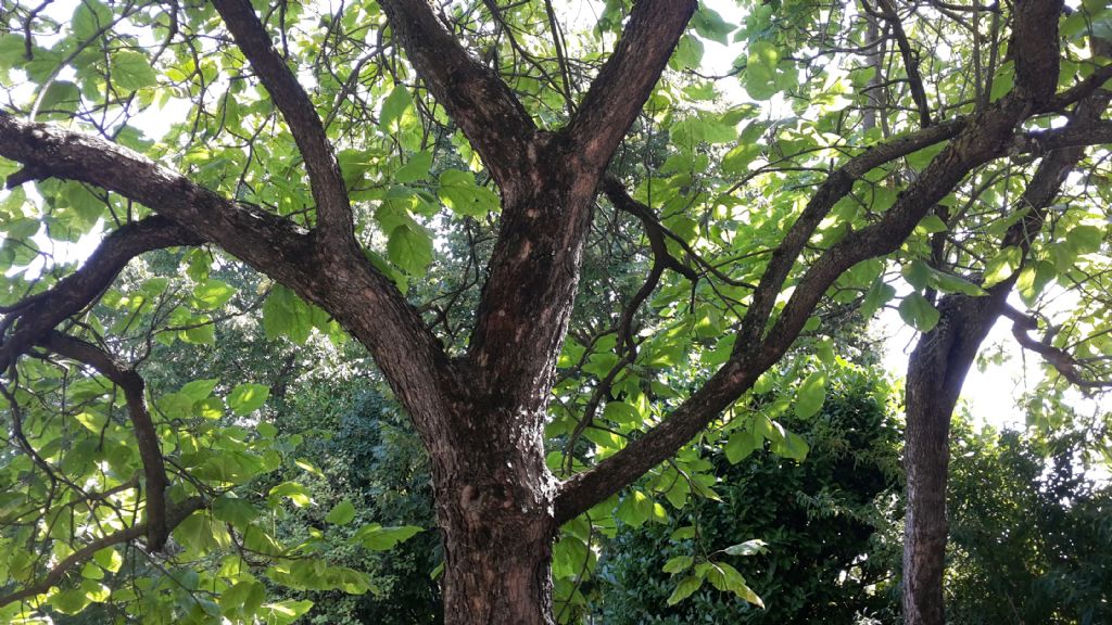 Catalpa sp. (Bignoniaceae)