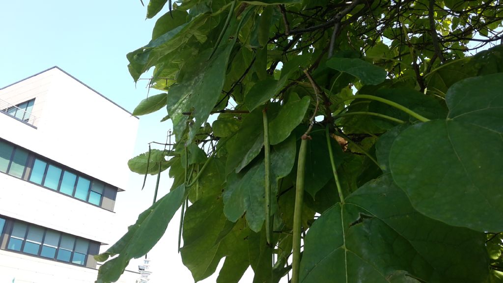 Catalpa sp. (Bignoniaceae)