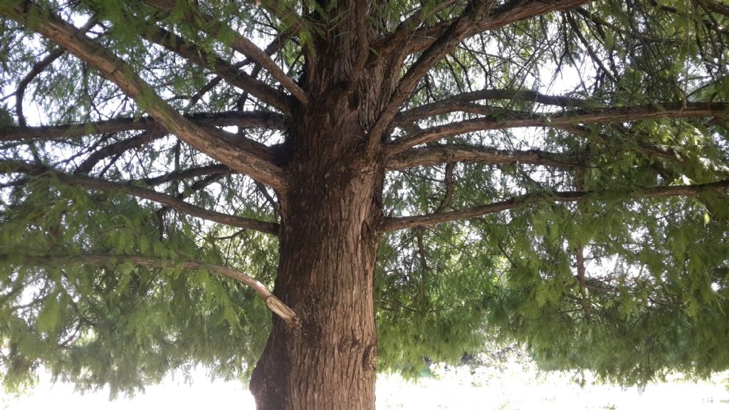 Taxodium distichum (Cupressaceae)