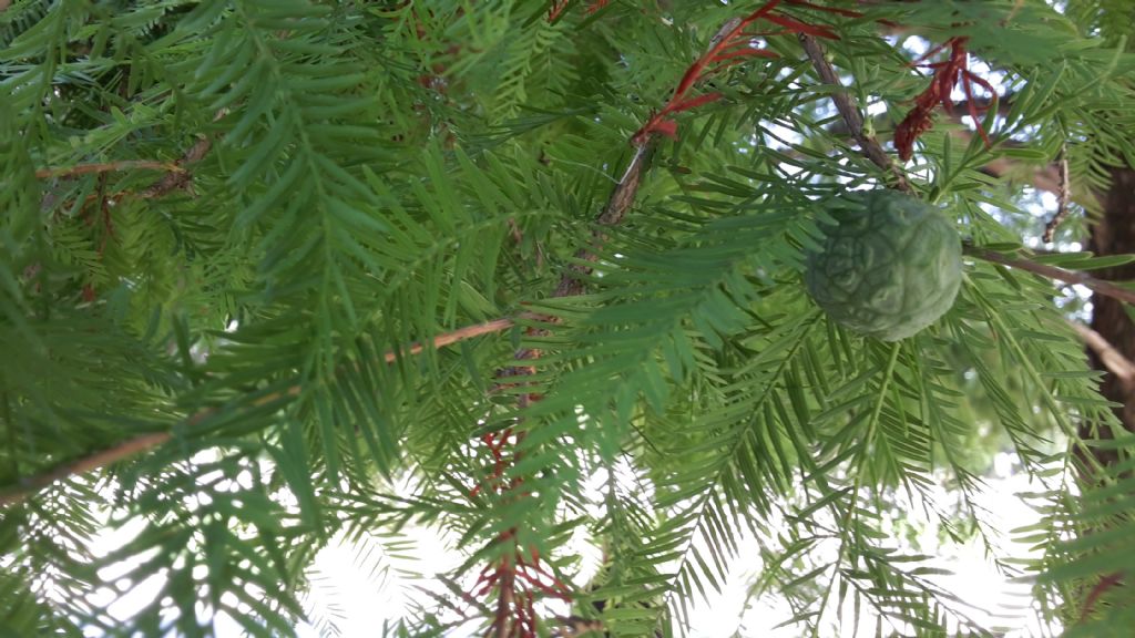 Taxodium distichum (Cupressaceae)