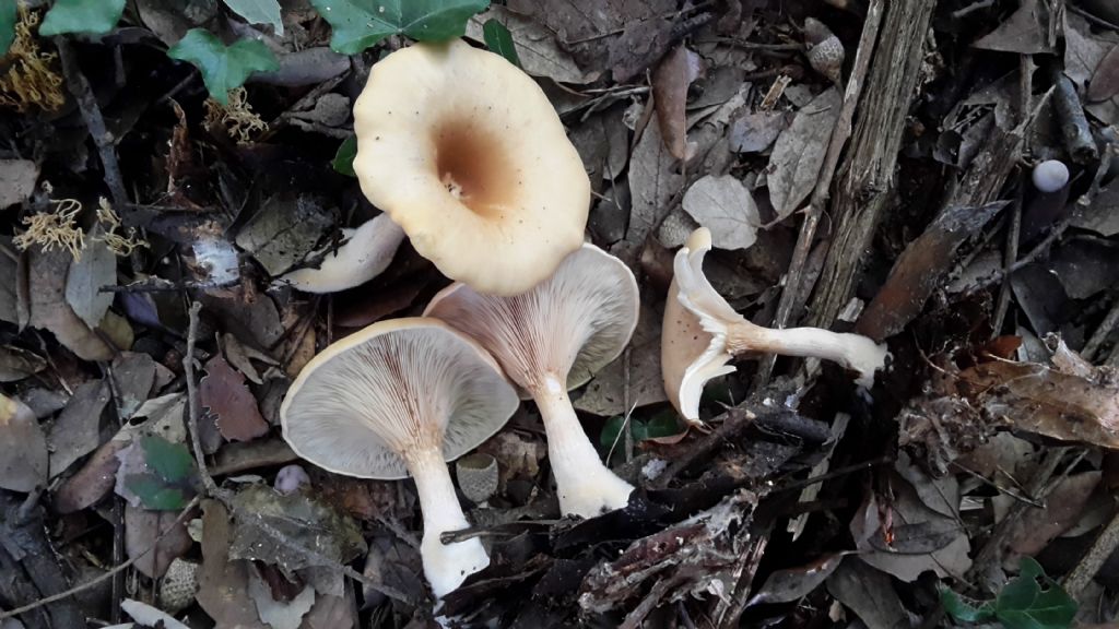 Clitocybe gibba?