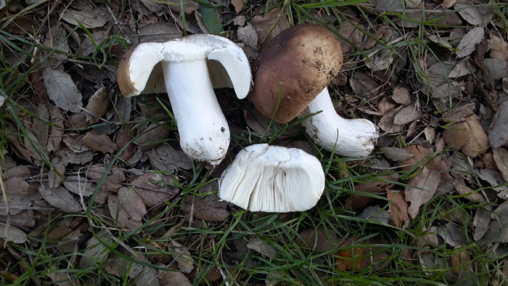 Russula cyanoxantha?