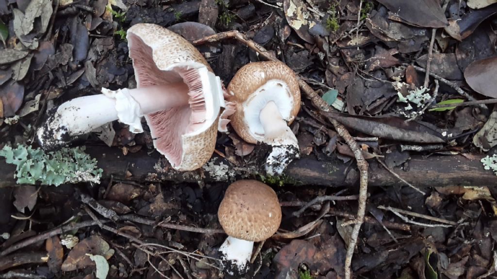 Agaricus porphyrizon?