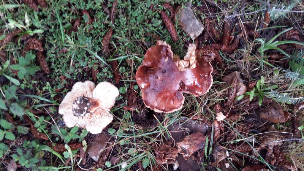 Tricholoma pessundatum?