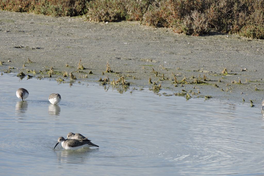 Piovanello pancianera (Calidris alpina) ? S !